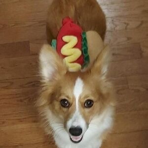 Hot Dog Costume for Pets - Red and Yellow